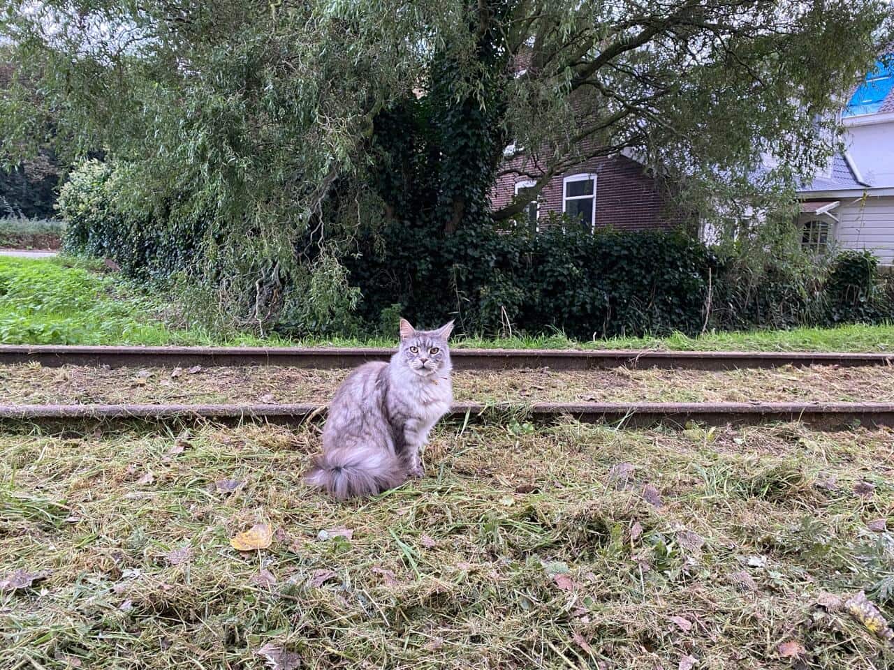 Katten aan elkaar laten wennen