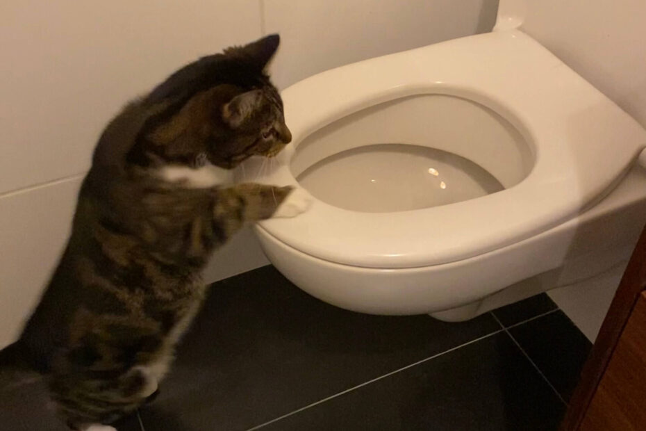 Kat klimt op de WC