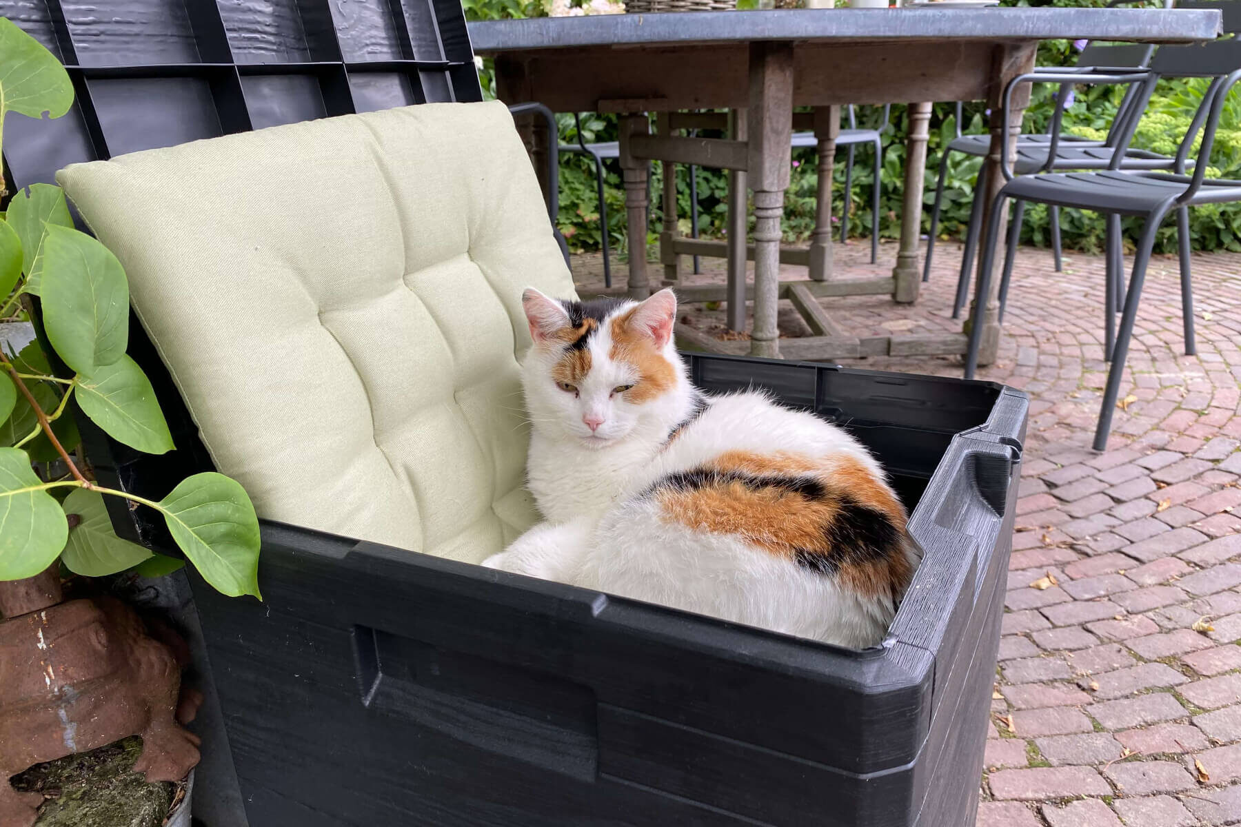 Hoeveel kost een kat per jaar?