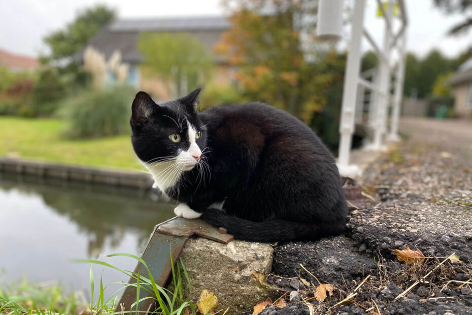 Kat op het randje van een brug