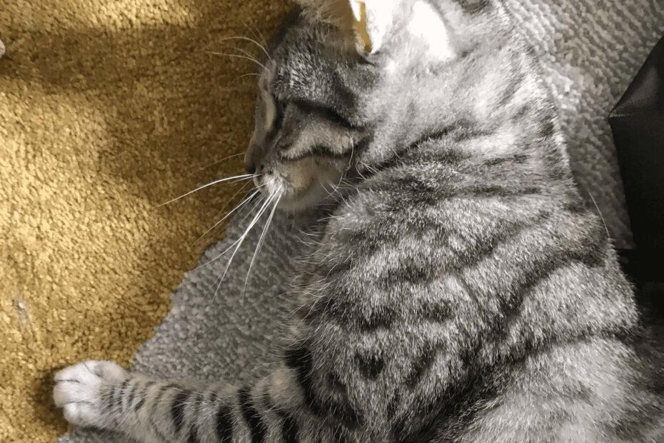 Kat speelt op het tapijt