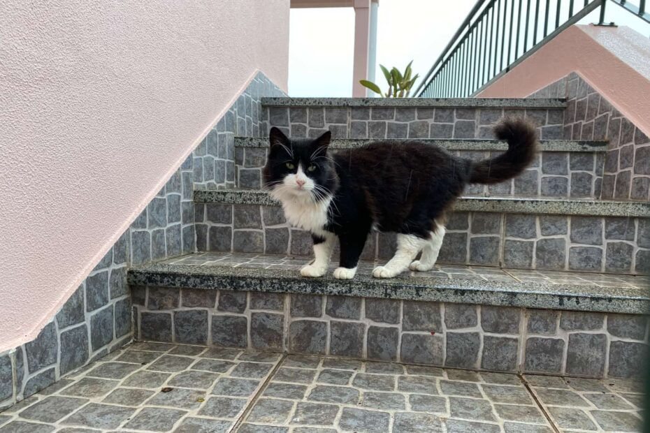 Zwart witte kat op de trap