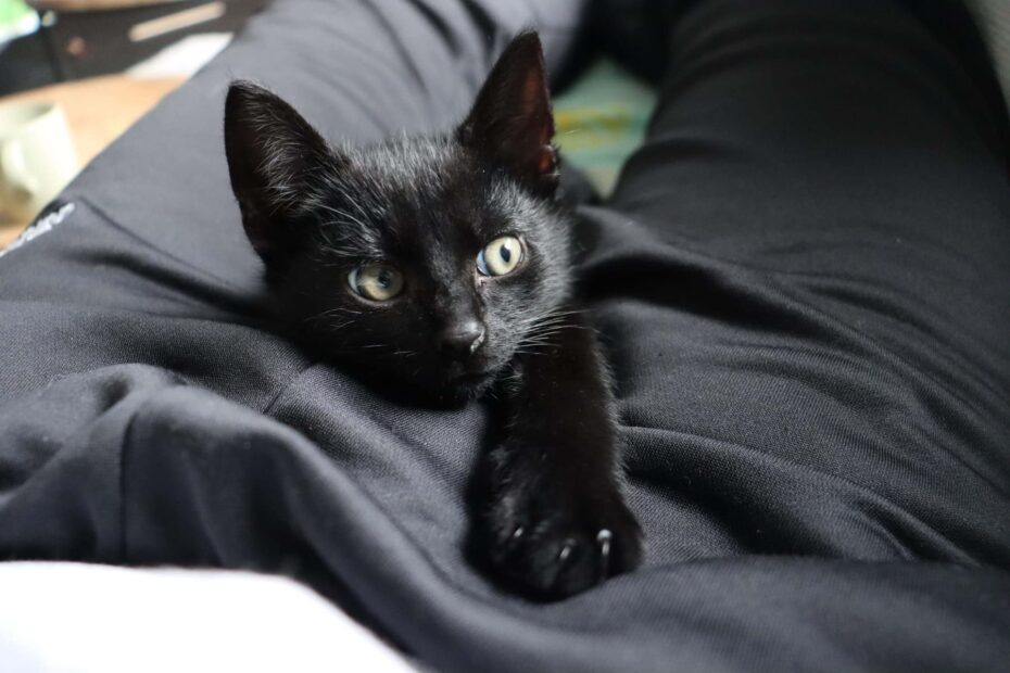 Zwarte kitten met groene ogen