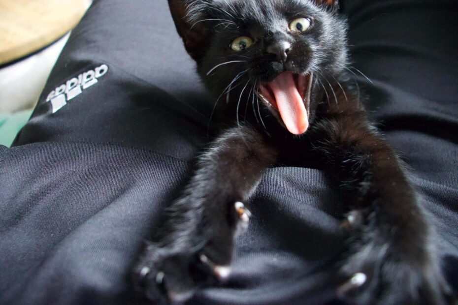 Zwarte kitten steekt zijn tong uit